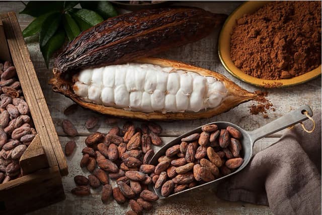 Cacao plant right