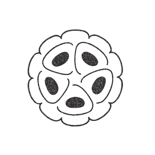 Mama Cacao Logo center