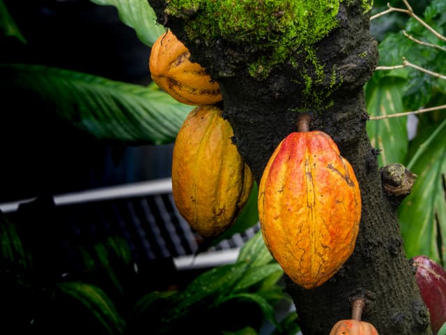 Cacao plant left